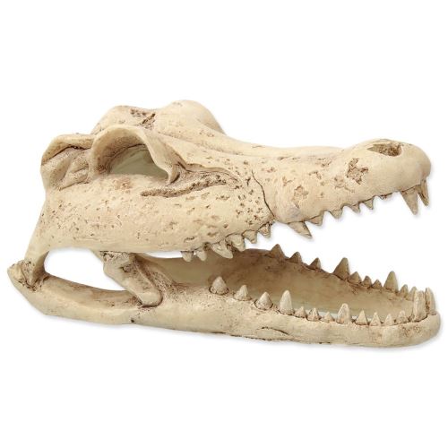 Dekoráció Krokodil koponya 13,8 cm